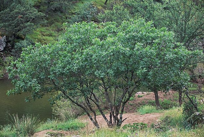 Pistacia terebinthus